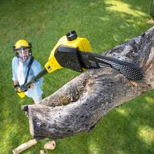 Anamosa, IA Tree Removal and Landscaping Services Company